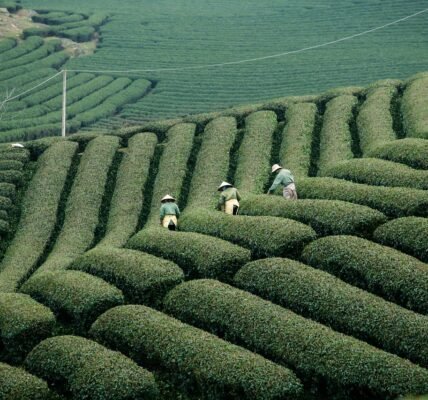 Crop Health Monitoring