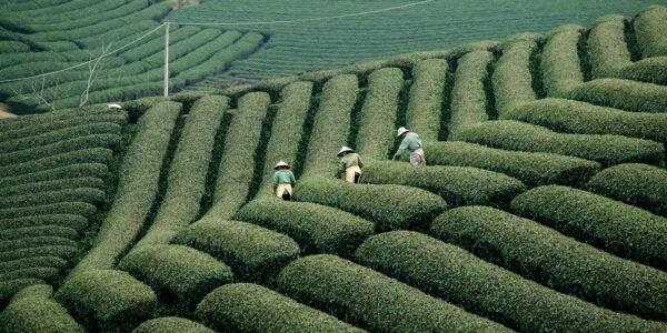 Crop Health Monitoring